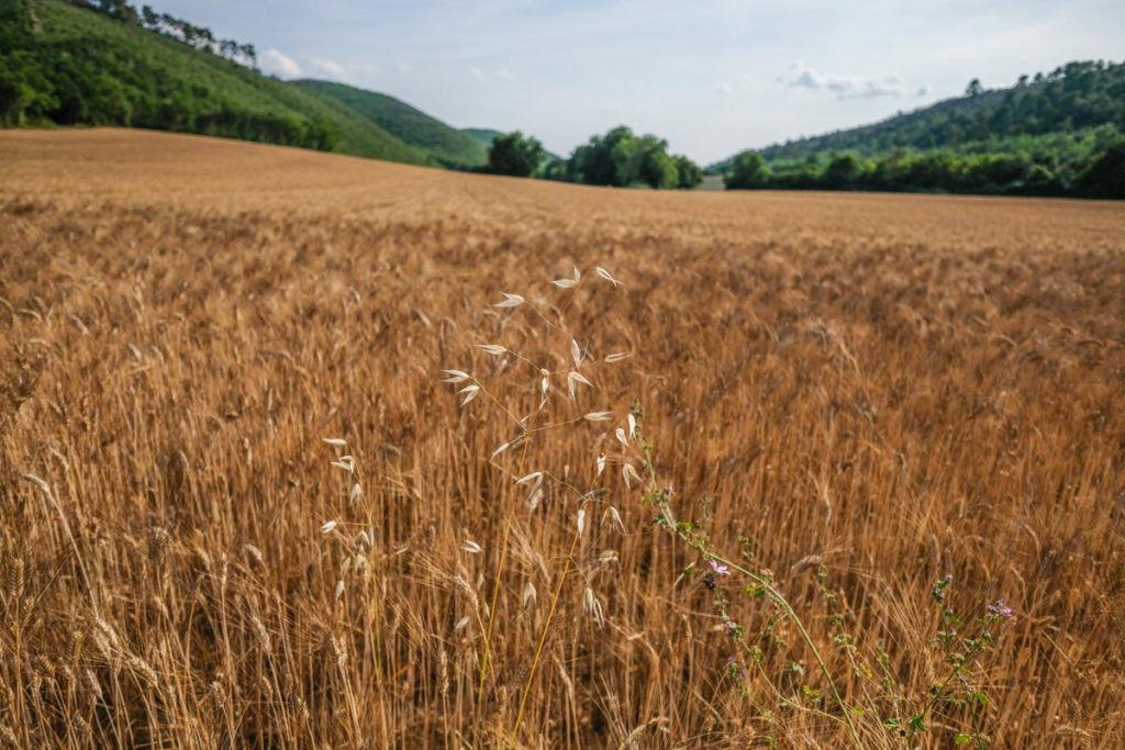 gallery-la-lavanda (7)