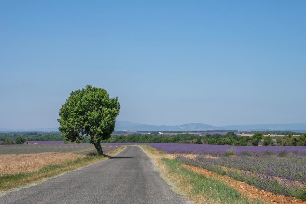 gallery-la-lavanda (70)