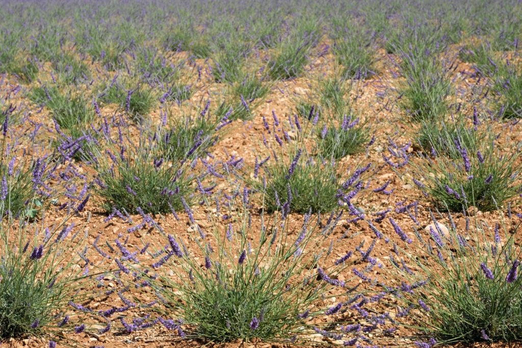 gallery-la-lavanda (71)