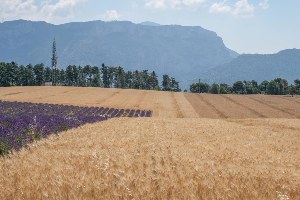 gallery-la-lavanda (72)