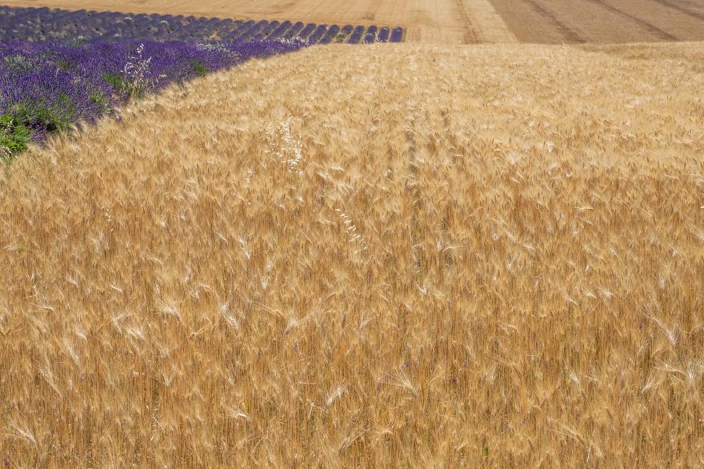 gallery-la-lavanda (73)