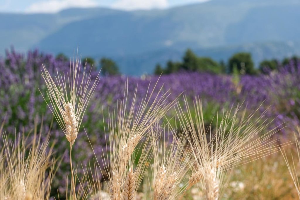 gallery-la-lavanda (74)