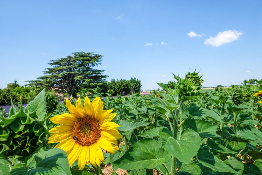 gallery-la-lavanda (84)