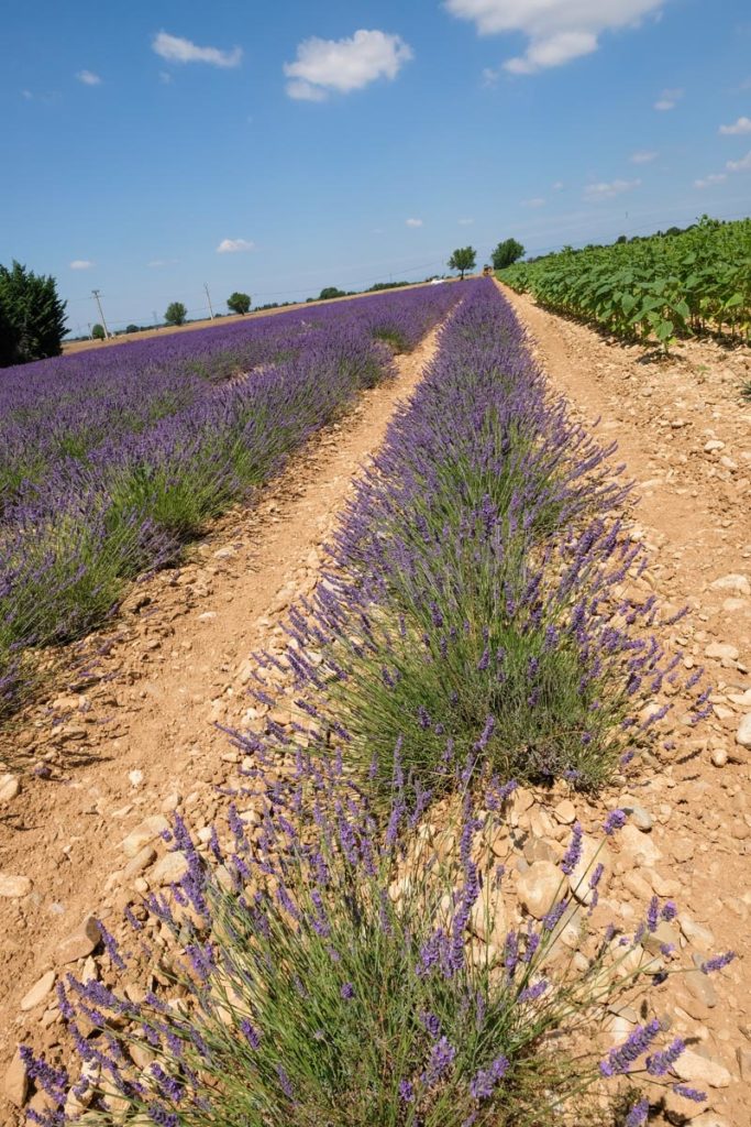 gallery-la-lavanda (86)