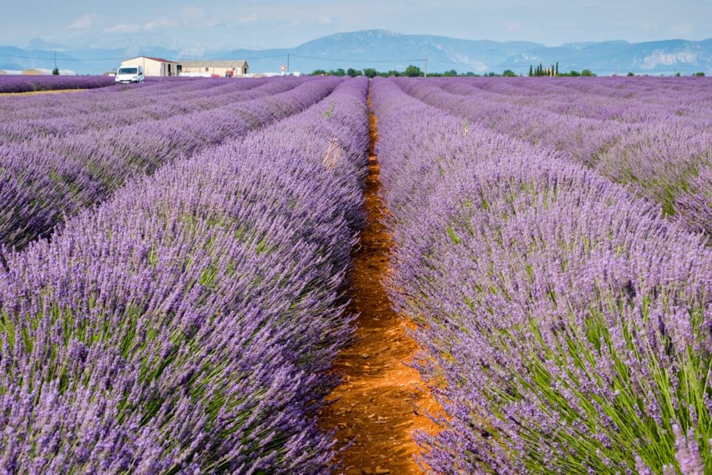 gallery-la-lavanda (9)