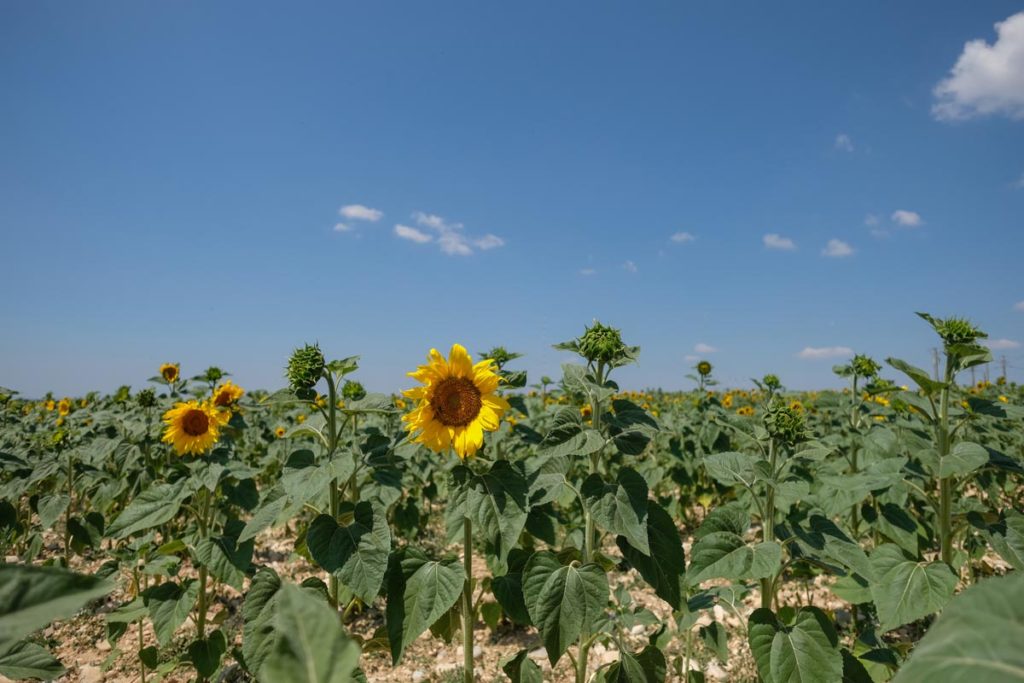 gallery-la-lavanda (95)