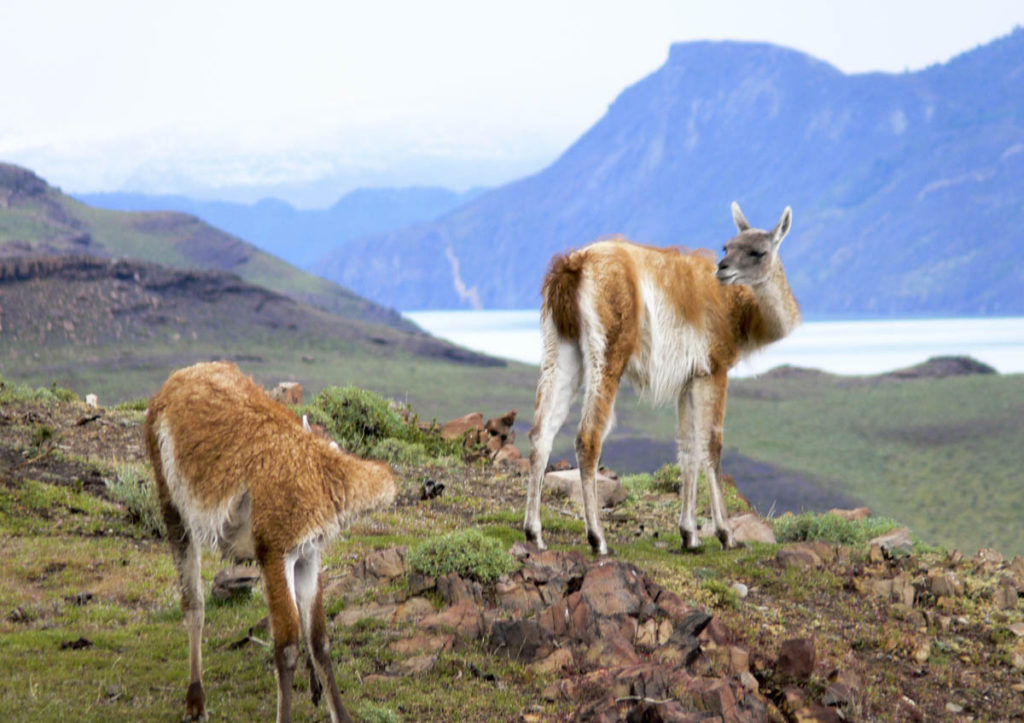 gallery-patagonia (16)