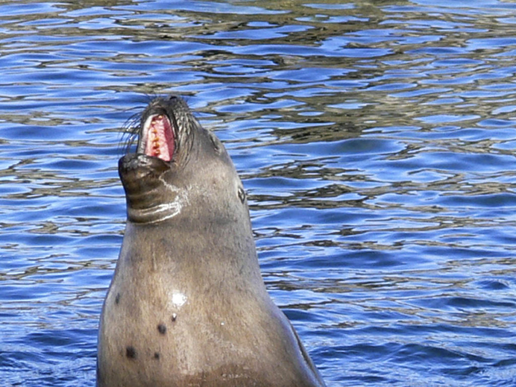 gallery-patagonia (22)