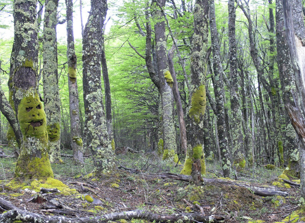 gallery-patagonia (8)